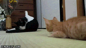 11 Gifs That Sum Up What It’s Like To Get Your Car Wrecked Or Stolen