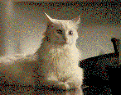 10 Hilarious Gifs And Captions Uploaded By You This Week 