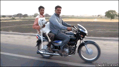 These 18 Ridiculous Gifs Show The Pros And Cons Of Motorcycling