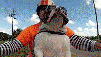 These 18 Ridiculous Gifs Show The Pros And Cons Of Motorcycling