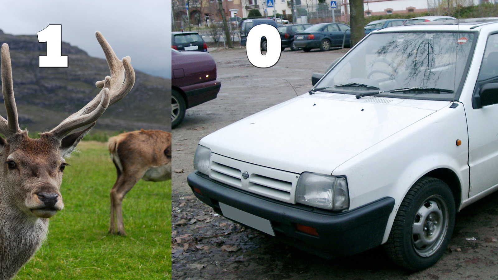 10 Shocking 'Animal Vs. Car' Stories Shared By You