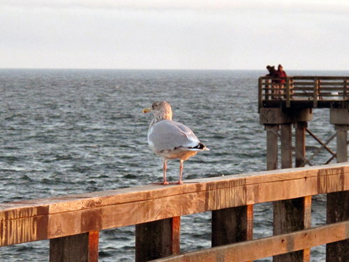 *tweet tweet*