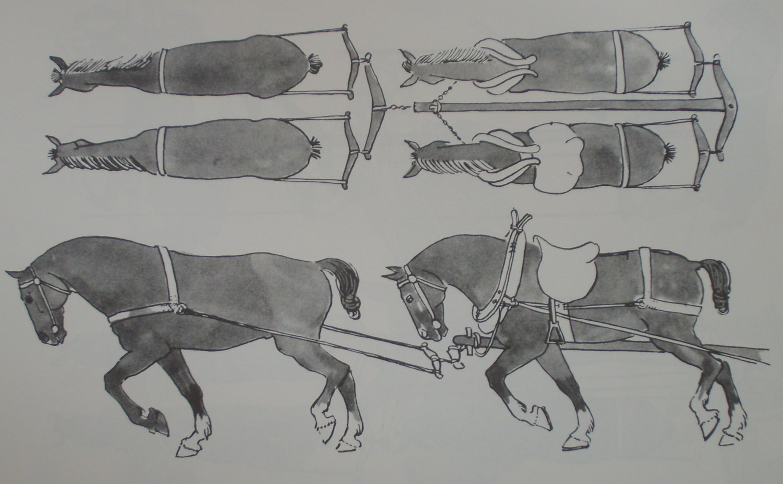 The carriage driver preferred to sit on the left-rear horse