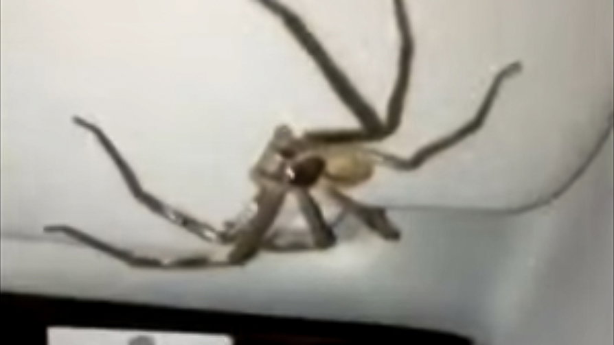 Nope nope nope.