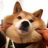 .dog